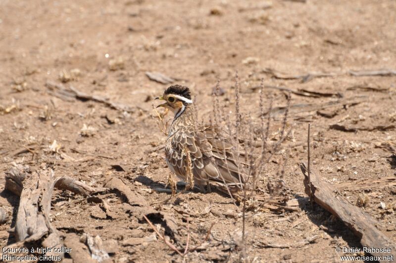 Three-banded Courser