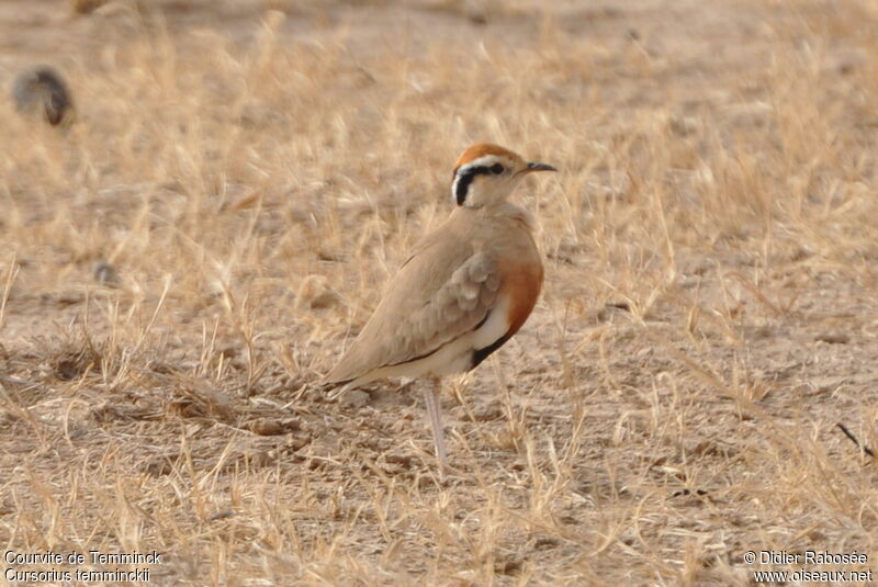 Temminck's Courser