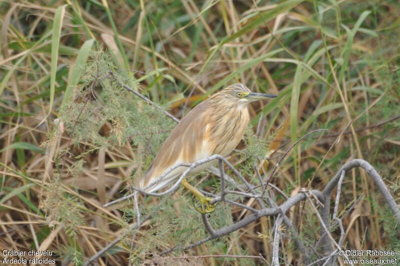 Squacco Heron