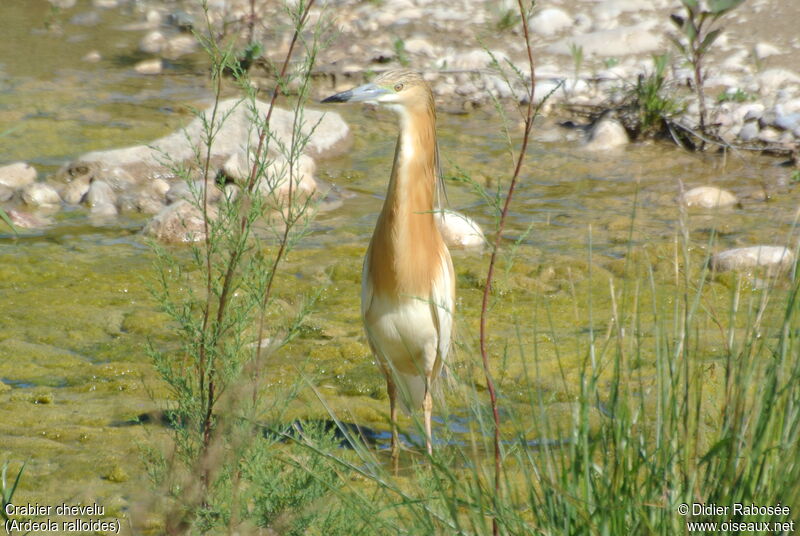 Squacco Heronadult breeding