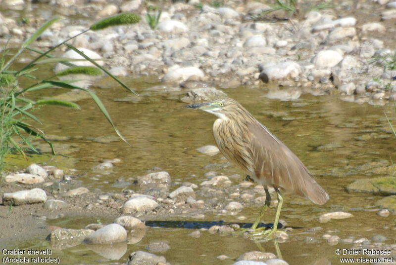 Squacco Heron