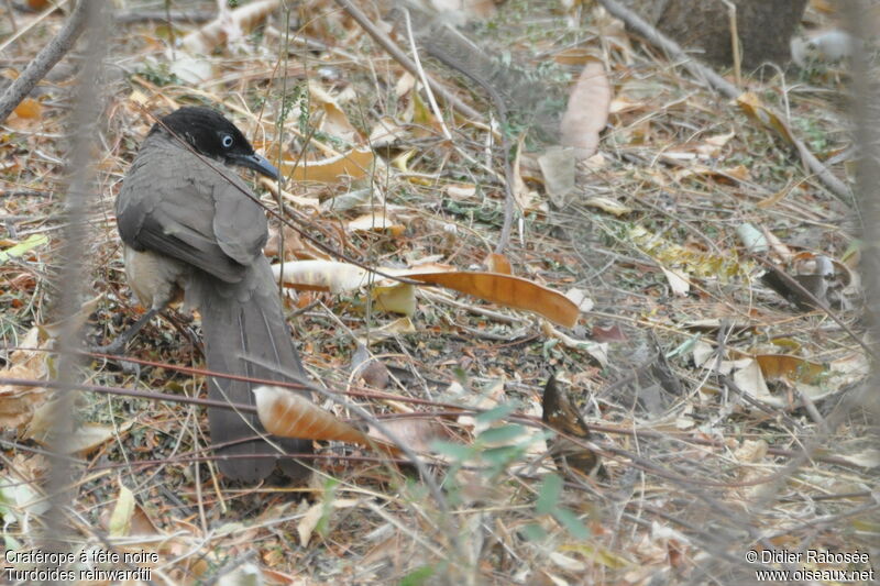 Blackcap Babbler