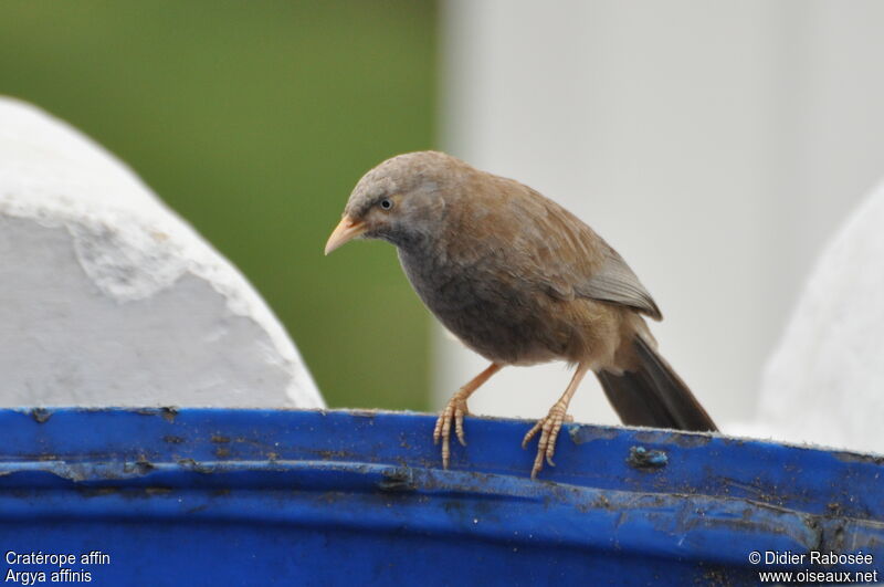 Yellow-billed Babbler