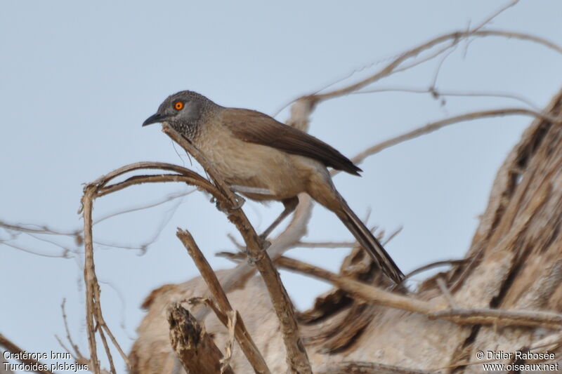 Brown Babbler