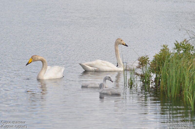 Cygne chanteur, Nidification