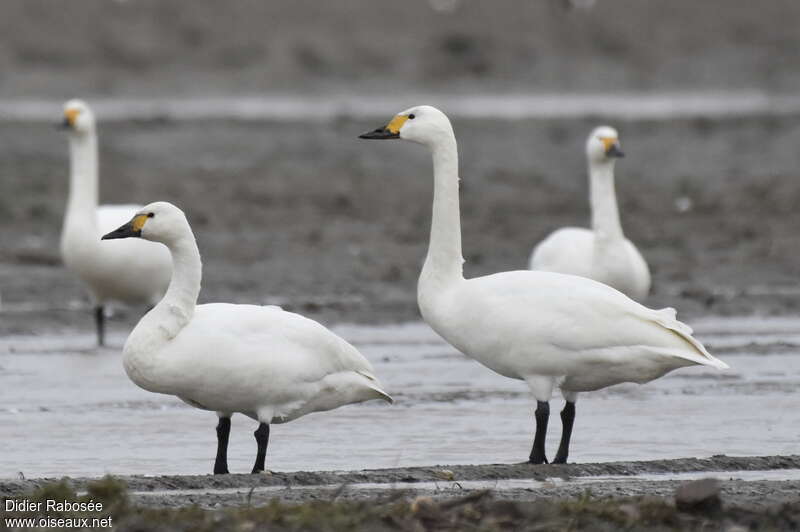 Tundra Swanadult, identification