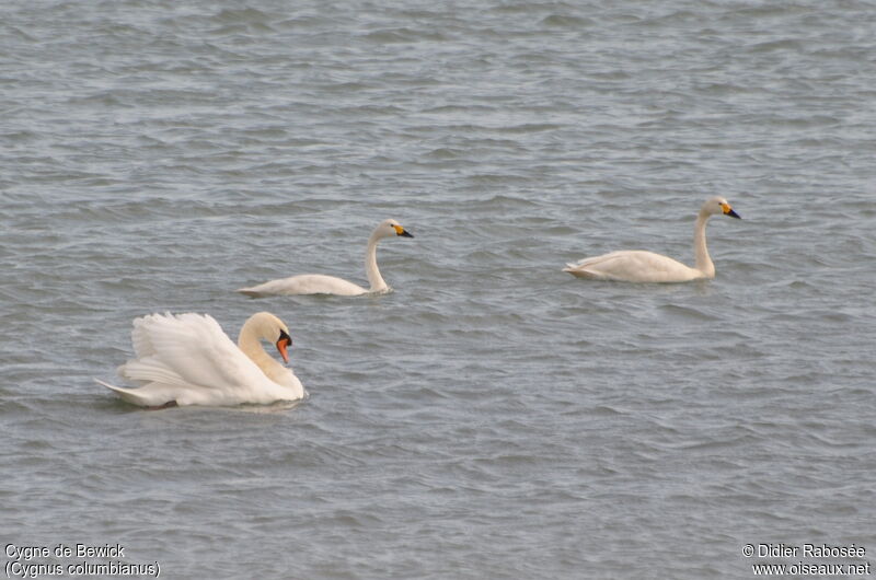 Tundra Swan