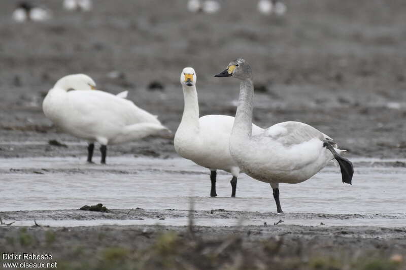 Cygne de Bewick3ème année, identification