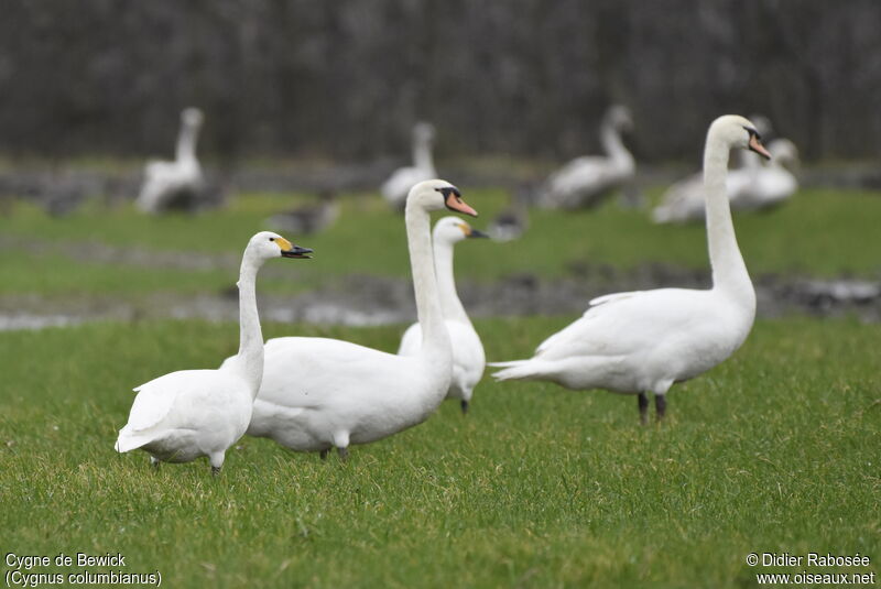 Tundra Swanadult post breeding, identification, walking