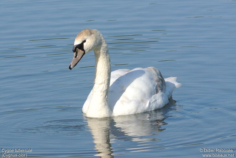 Cygne tuberculésubadulte, identification