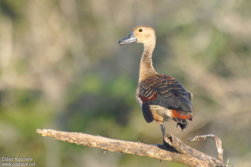 Dendrocygne siffleuradulte, identification