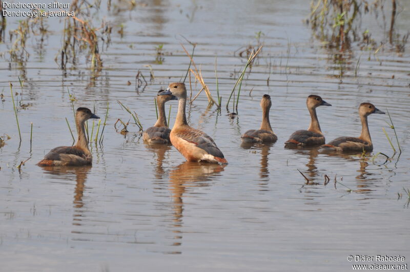 Lesser Whistling Duckadult, identification