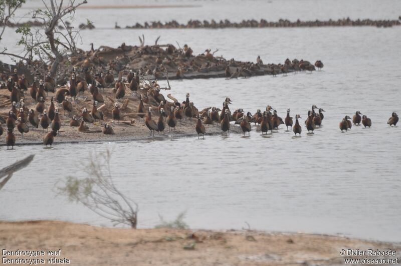 White-faced Whistling Duck