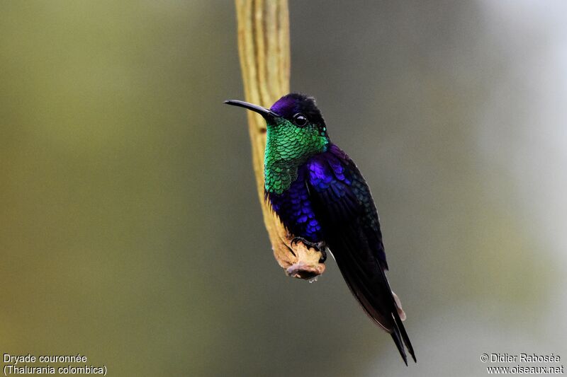 Crowned Woodnymph male