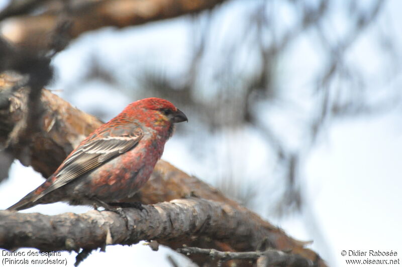 Pine Grosbeak male