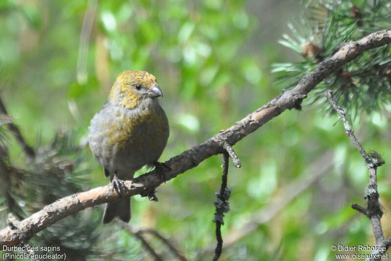 Pine Grosbeak female