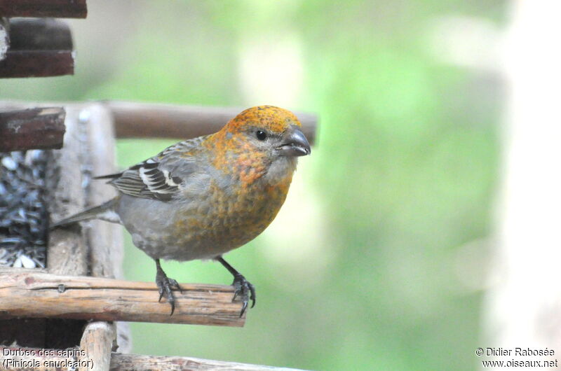 Pine Grosbeak