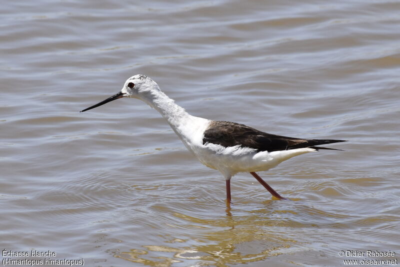 Black-winged Stilt, pigmentation