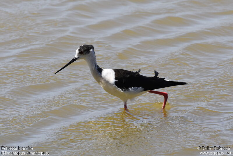 Black-winged Stiltadult, pigmentation