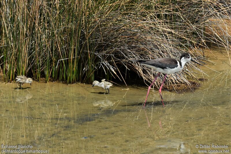 Black-winged Stilt