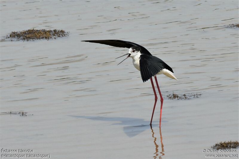 Black-winged Stiltadult breeding, Behaviour