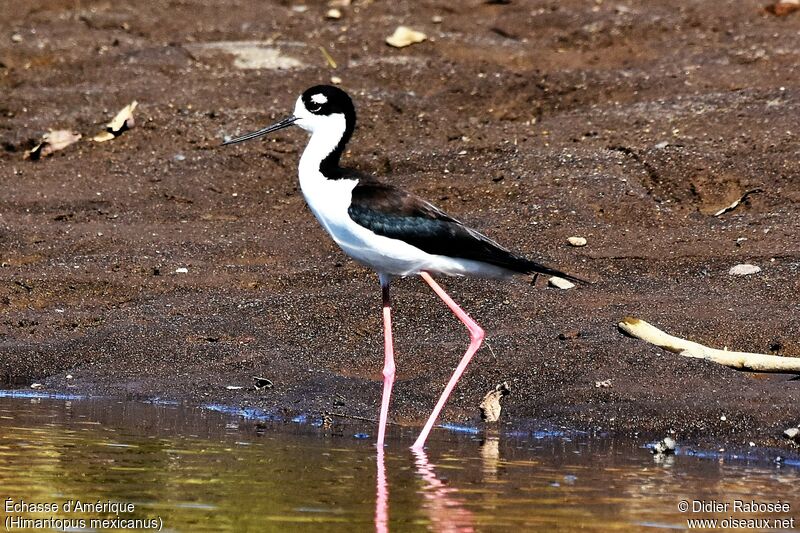 Black-necked Stilt