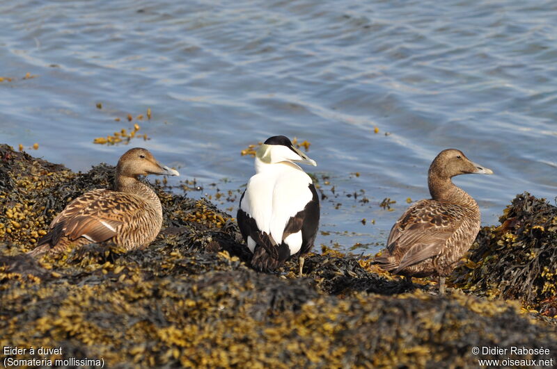 Common Eider