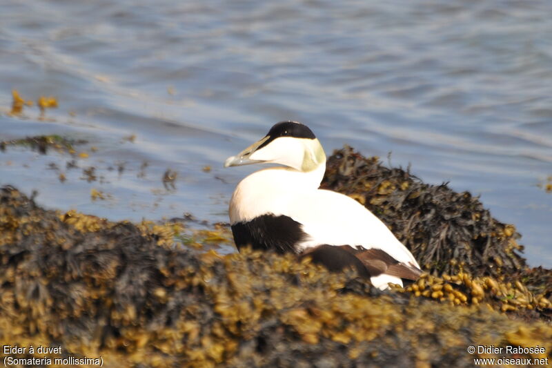 Eider à duvet mâle adulte