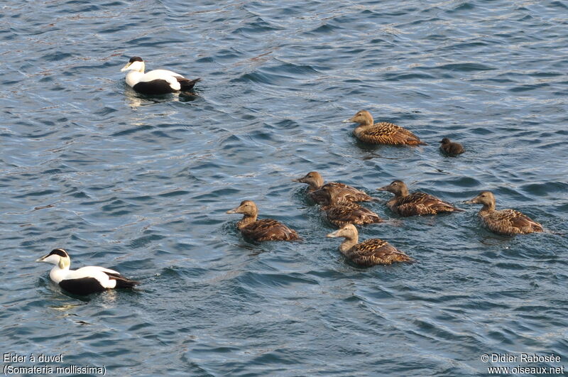 Common Eider