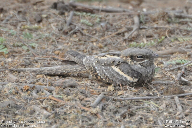 Long-tailed Nightjar