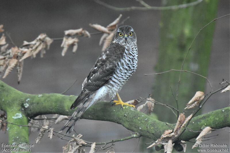 Eurasian Sparrowhawk female First year