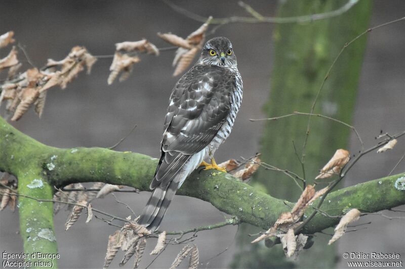 Eurasian Sparrowhawk female First year