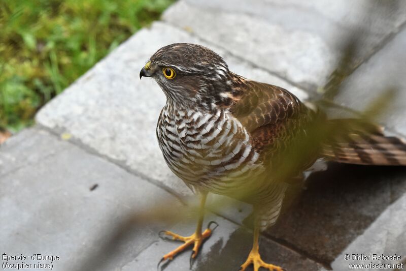 Eurasian SparrowhawkFirst year