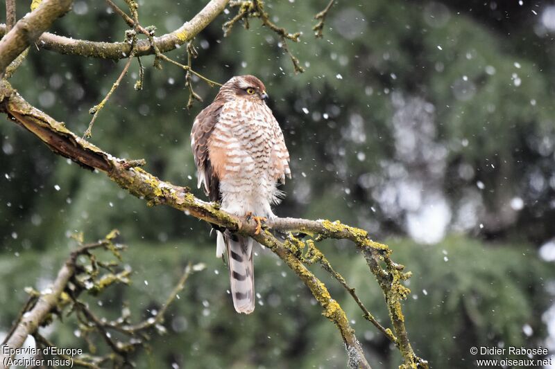 Eurasian Sparrowhawk female immature