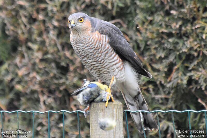 Eurasian Sparrowhawk male adult, fishing/hunting