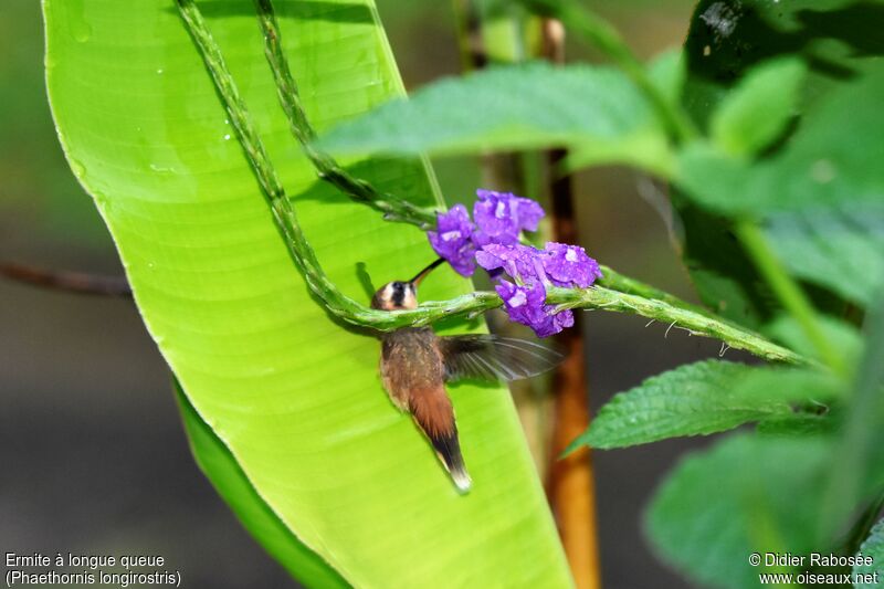 Long-billed Hermit