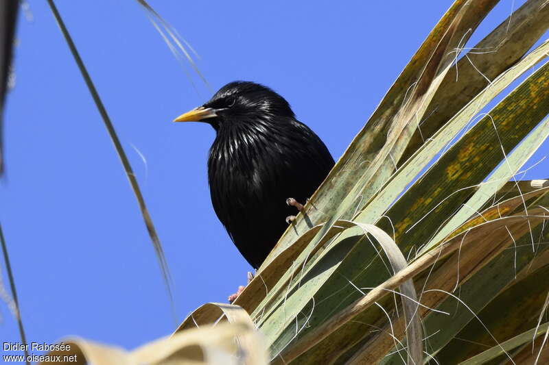 Spotless Starlingadult breeding, close-up portrait