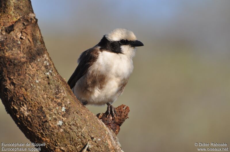 Northern White-crowned Shrike