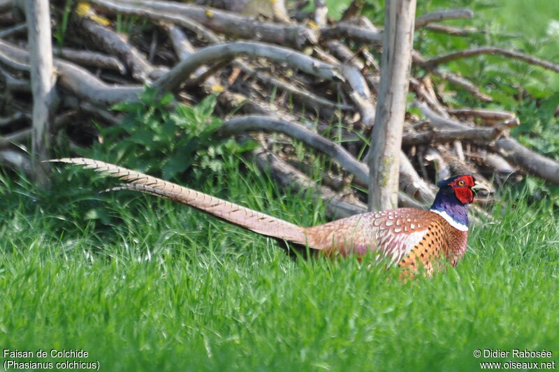 Common Pheasant male