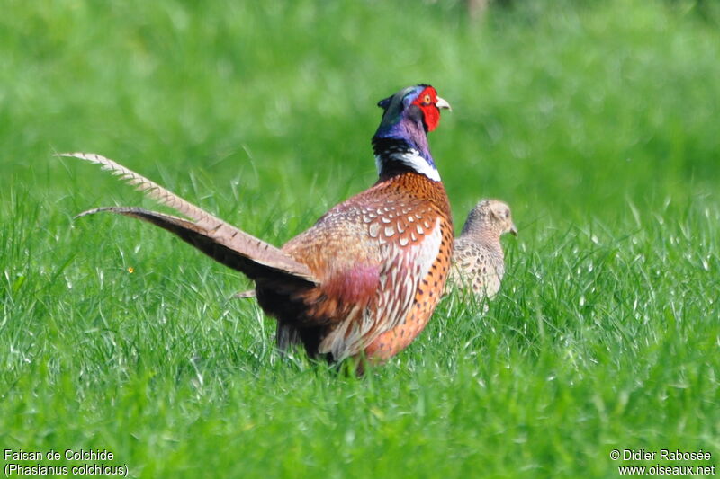 Common Pheasant 