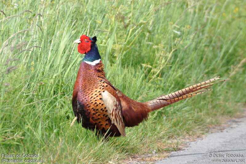 Common Pheasant male