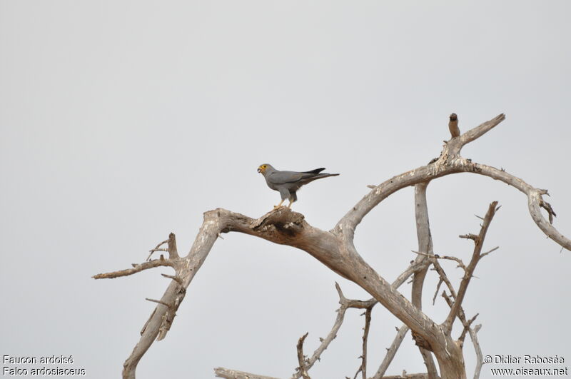 Grey Kestrel