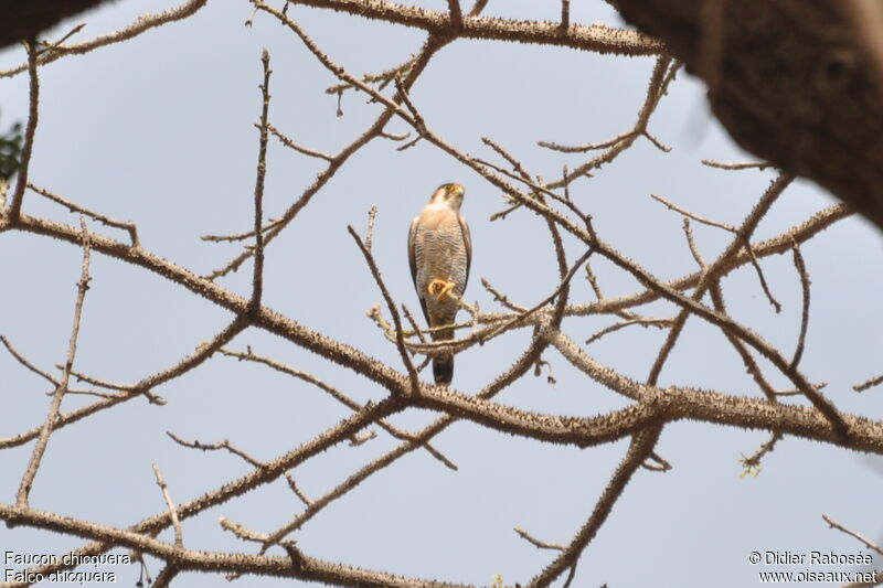 Red-necked Falcon