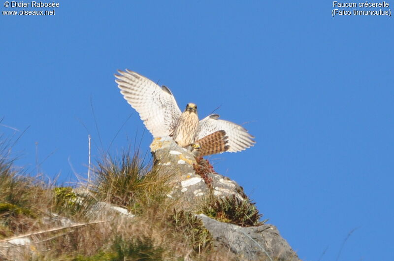 Common Kestrel adult