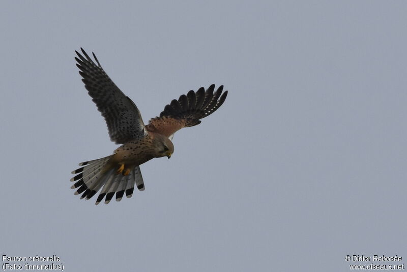 Common Kestrel male adult