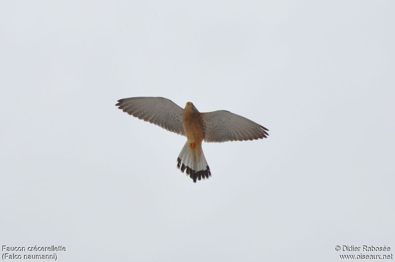 Lesser Kestrel male