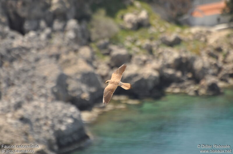 Lesser Kestrel female