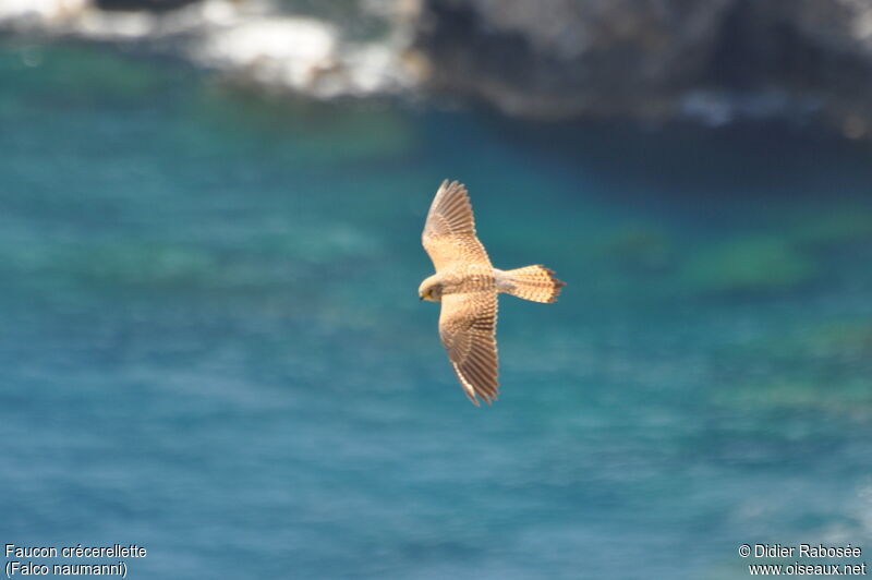 Lesser Kestrel female, Flight