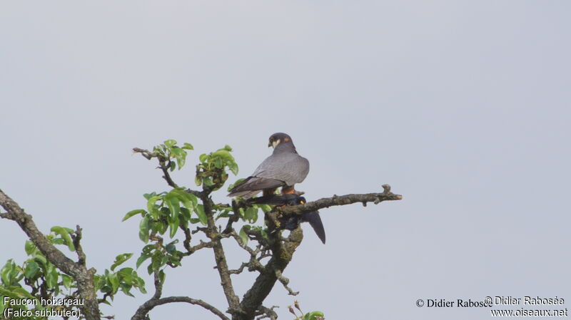 Eurasian Hobbyadult, Behaviour