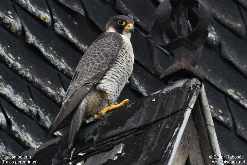 Peregrine Falconadult